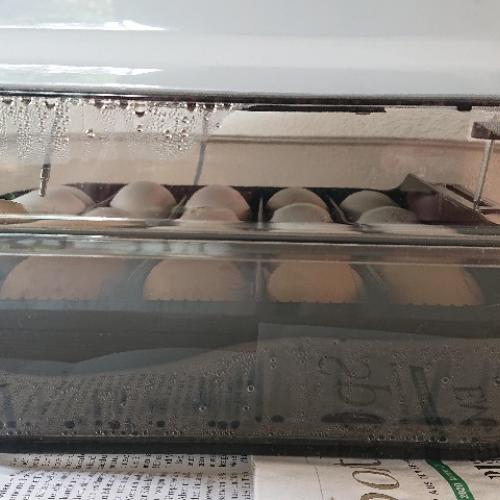 Eier im Brutapparat
