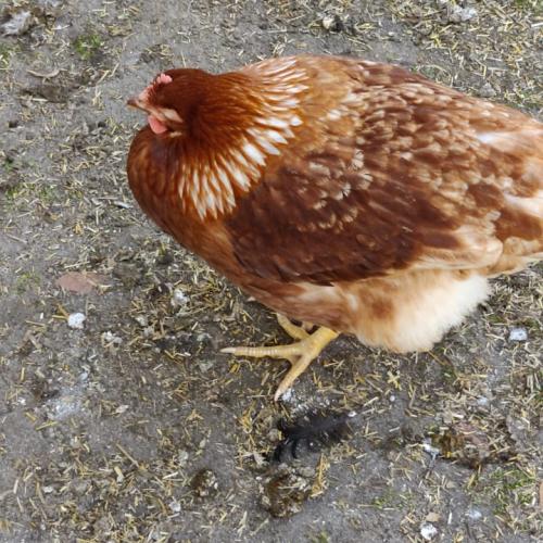Federnhuhn
