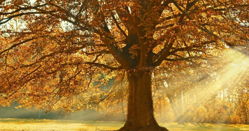 Herbst
