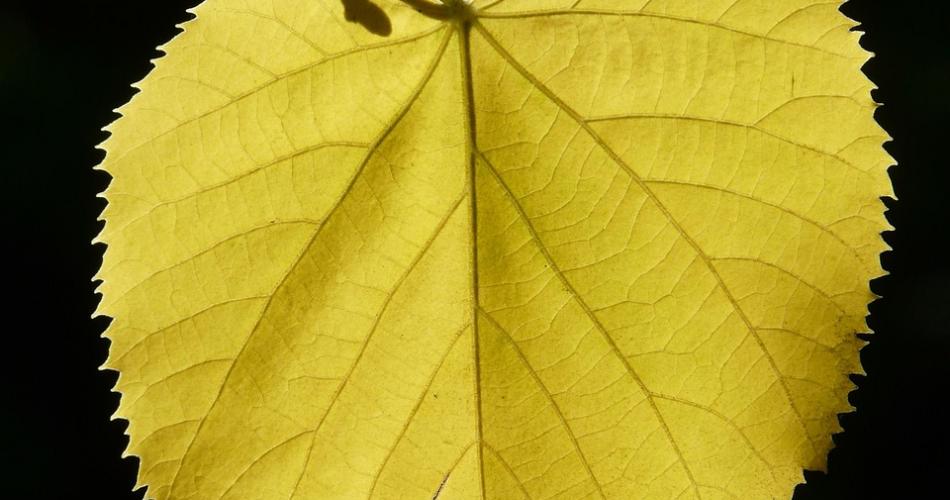 ein Lindenblatt von der Sonne beschienen